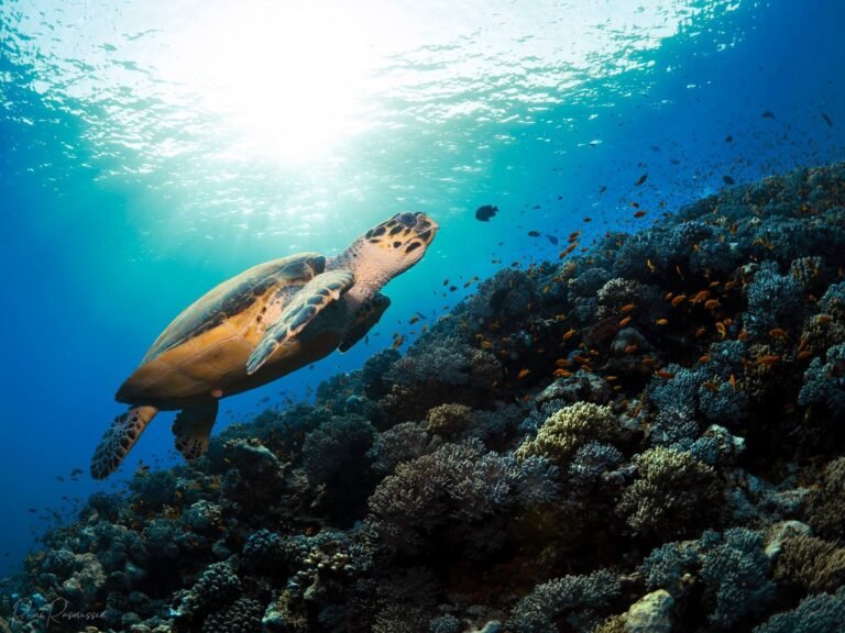 Hawksbill turtle swimming over a reef in sunlit water