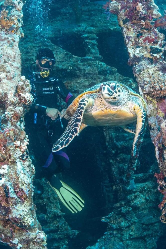Diver and a turtle inside a coral-covered wreck