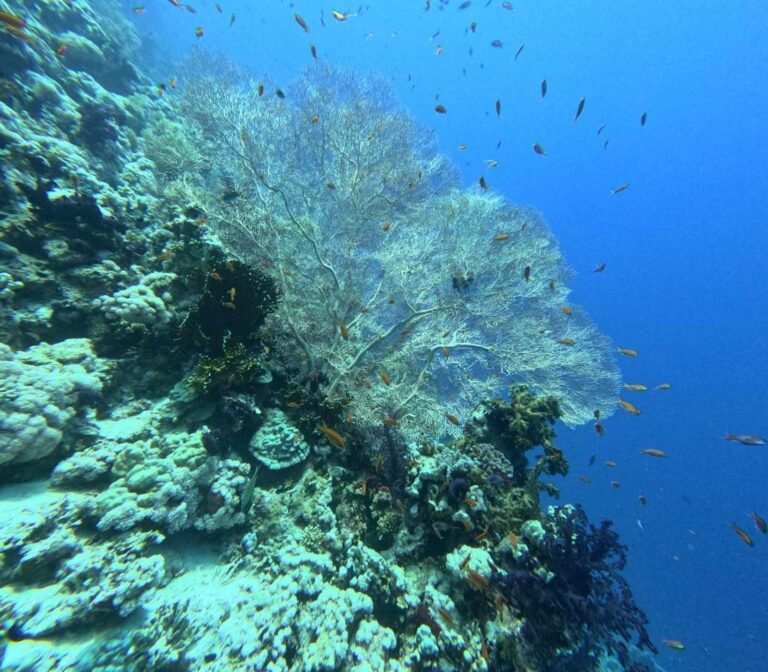 Giant sea fan on a reef wall with small fish