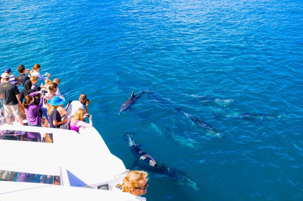Dolphin House snorkelling